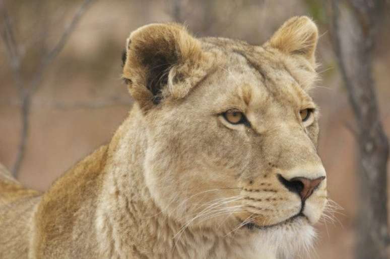 Filme sobre resgate foi visto por 15 mil pessoas