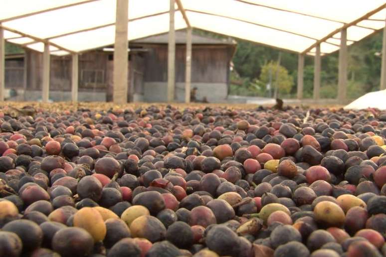 Na Serra do Caparaó, no Espírito Santo, fazendeiros enxergaram que vale investir em qualidade