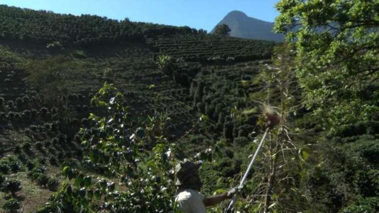 Para representante do ministério da Agricultura, técnicas de produção podem se espalhar pelo setor