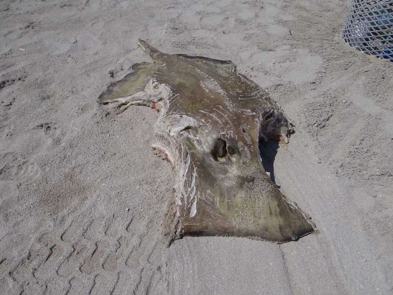 Tubarão ataca e mata arraia a cerca de 100 metros da praia Miami Beach