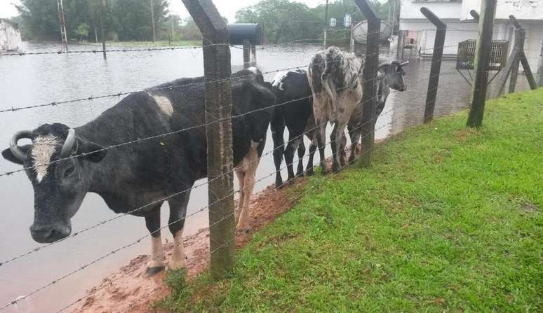 Vacas ilhadas em área rural na Ilha da Pintada, em Porto Alegre