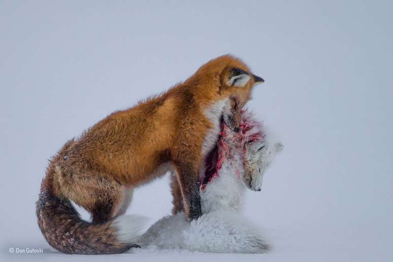 O fotógrafo amador canadense Don Gutoski ganhou a categoria principal de &#039;Fotógrafo de Vida Selvagem do Ano&#039; com sua foto de uma raposa vermelha com o corpo ensanguentado de uma raposa do Ártico em sua boca.