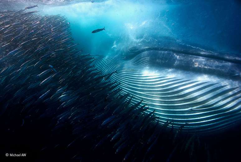 O Museu de História Natural de Londres, no Reino Unido, anunciou os ganhadores do prêmio "Fotógrafo de Natureza Selvagem do Ano". O primeiro lugar na categoria &#039;Submarina&#039; foi para Michael AW por seu registro de uma baleia passando por um cardume de sardinhas.