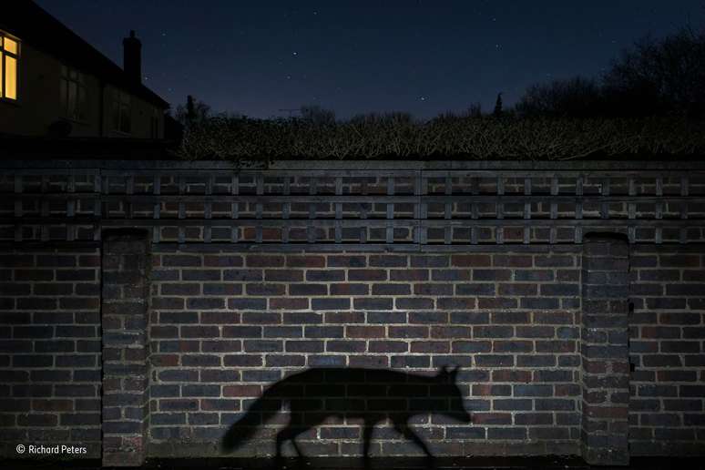 Richard Peters passou diversas noites, ao longo de vários meses, com suas lentes a postos em seu jardim na Inglaterra até fotografar a sombra de uma raposa.