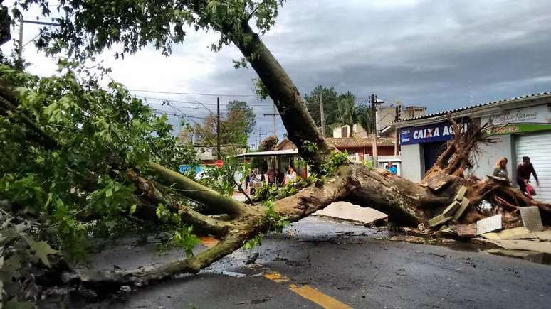 Árvore caída em rua de Porto Alegre.