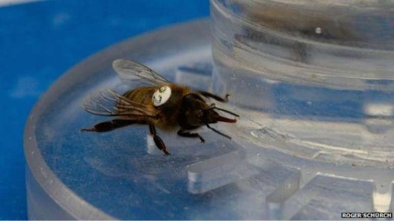 A equipe de pesquisadores usou néctar com cafeína para testar seus efeitos nas abelhas (Foto: Roger Schürch)