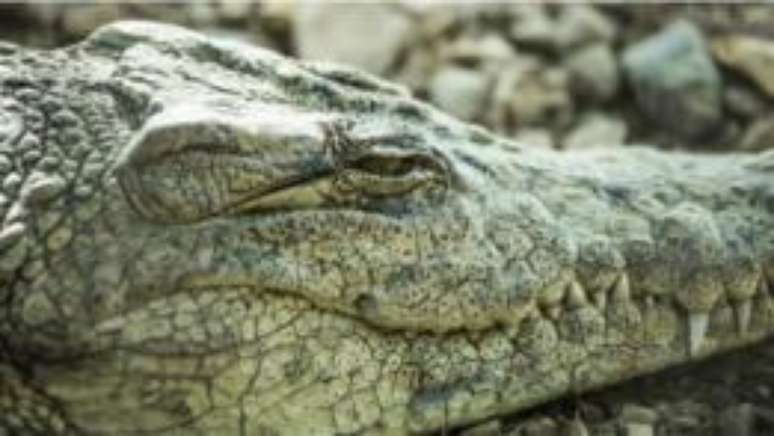 Dormindo, mas de olho em você - pesquisa quer agora avançar na confirmação de estado semi-acordado dos crocodilos