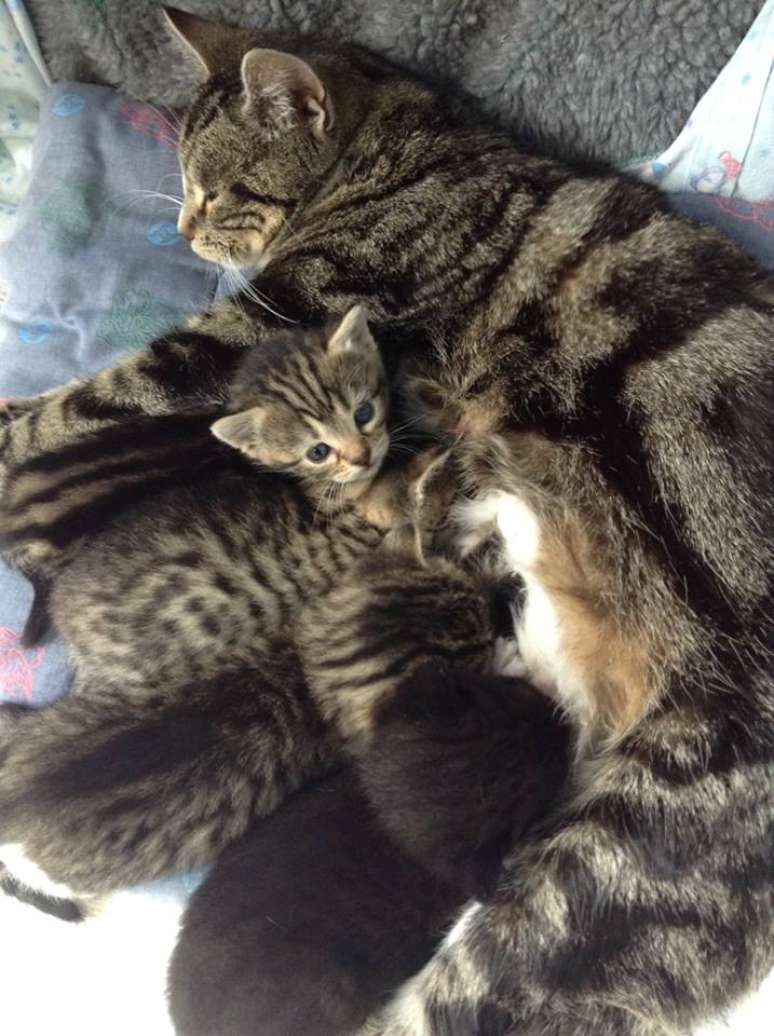 Os gatinhos foram levados para dentro da clínica e cuidados por uma enfermeira