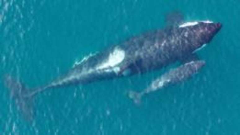 Imagens inéditas registraram orcas ameaçadas de extinção no Pacífico; nesta, é possível ver um filhote que havia nascido há poucos dias