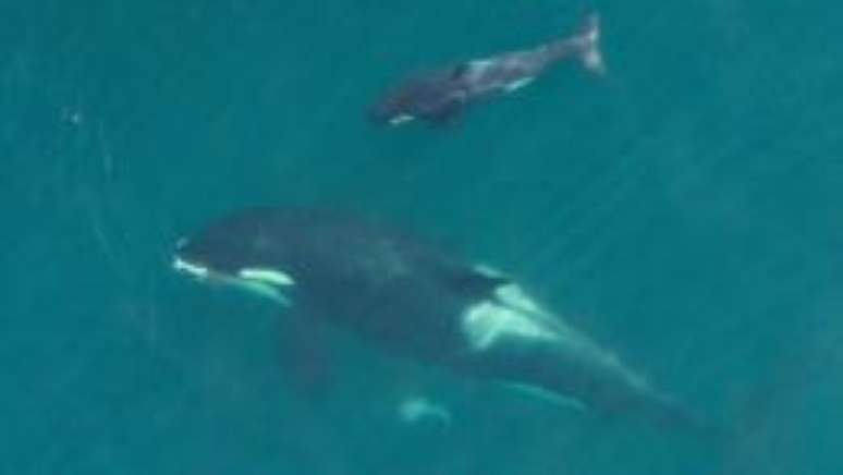 Pesquisadores identificaram comprimento e largura das orcas para saber se elas estão se alimentando bem