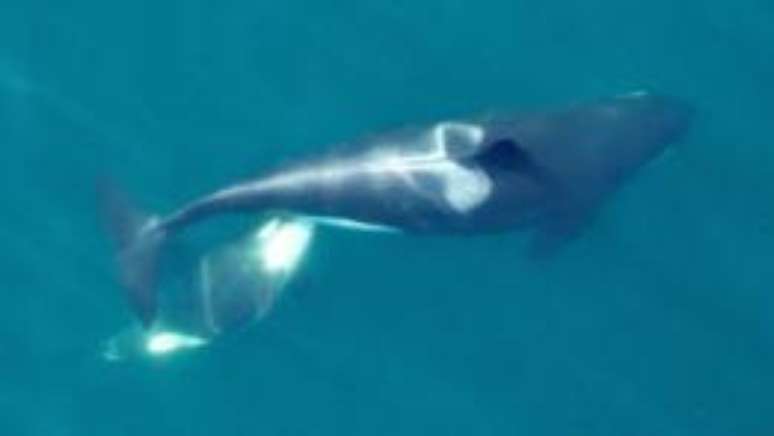 Imagens também captaram traços do comportamento inteligente característico das orcas