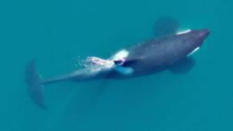 Pesquisadores mantiveram o drone a 30 metros de distância das orcas para não perturbá-las