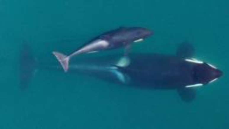 Nordeste do Pacífico é habitat de uma comunidade de 81 orcas