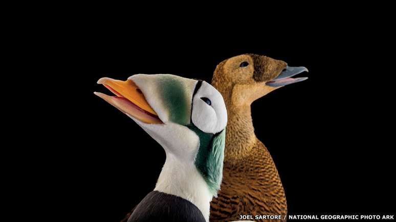 O eider-de-óculos migra para a costa do Alasca e o nordeste da Sibéria para se reproduzir na primavera, fazendo ninhos perto de lagos. Há informações de queda de 96% desta população no Alasca e, com isso, a importância da pesquisa e conservação deste pato aumentou. Acima, dois destes patos do Alaska Sealife Centre, Seward.