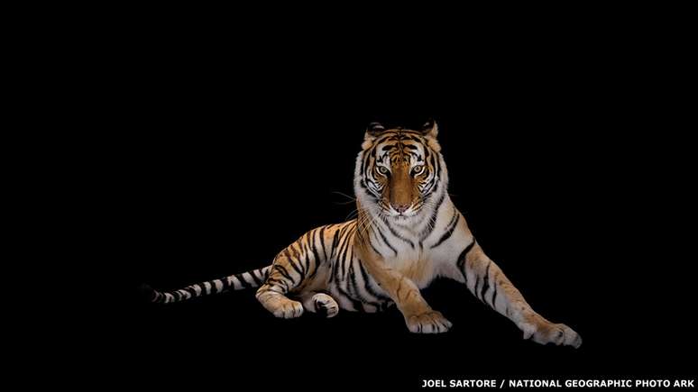 O fotógrafo americano Joel Sartore é o fundador do projeto Photo Ark da National Geographic. A ideia é retratar animais ameaçados antes que eles desapareçam. Um dos exemplos é este tigre-de-bengala, clicado no zoológico americano Alabama Gulf Coast Zoo.