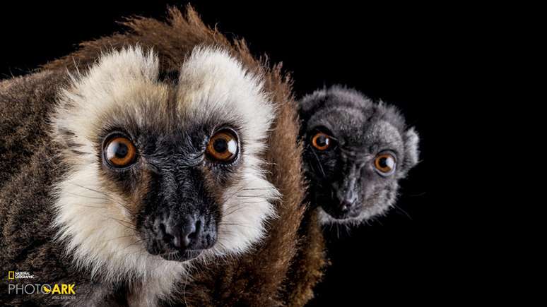 Uma seleção maior de espécies vai aparecer na edição especial de novembro da &#039;National Geographic&#039; sobre mudança climática. Mas as fotos também podem ser vistas nestes sites: natgeo.com/climate e natgeophotoark.org. Estes lêmures clicados por Sartore são de um zoológico da Flórida.