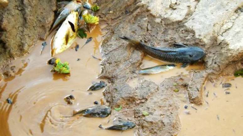 Mortandade tem mobilizado pescadores na tentativa de transferir peixes do rio contaminado para lagoas de água limpa