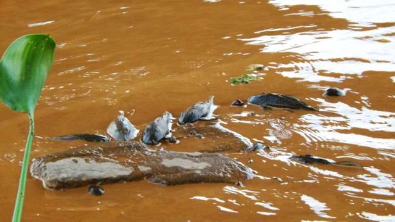 Imagens mostram peixes cobertos de barro saltando em busca de oxigênio, cardumes mortos rio de lama abaixo e animais em decomposição nas margens