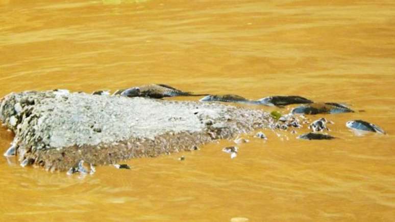 Mineradora Samarco, controlada pela brasileira Vale e pela anglo-australiana BHP, diz que lama "não apresenta riscos à saúde pública e ao meio ambiente"