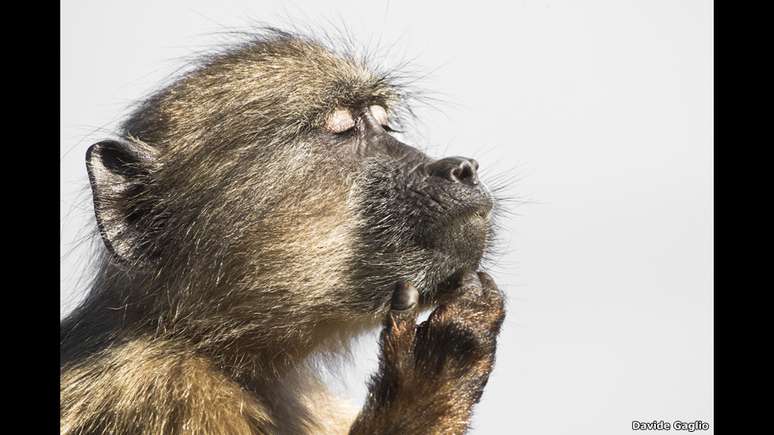 O registro de um babuíno que aparenta estar perdido em seus pensamentos também ganhou menção honrosa na categoria Biologia Evolutiva. A imagem foi clicada por Davide Gaglio