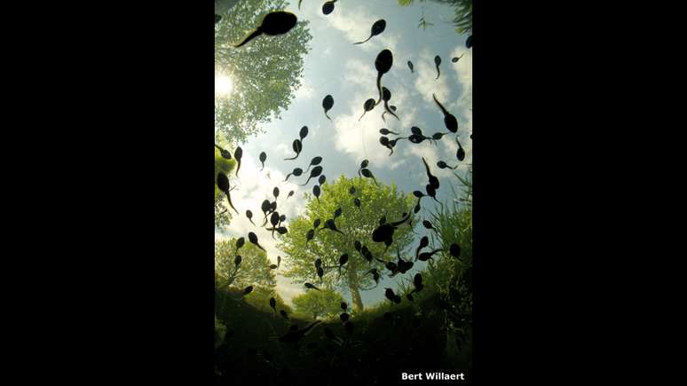 Essa foto de um grupo de girinos foi registrada embaixo d'água pelo biólogo Bert Willaert enquanto ele mergulhava em um canal na Bélgica. A imagem foi a grande vencedora do 1º concurso de fotografia "Royal Society Publishing Photography".