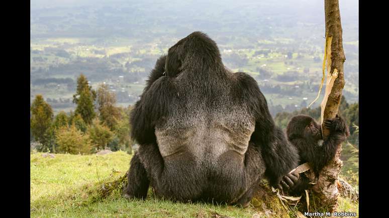 A competição recebeu mais de 1 mil fotos que foram inscritas em três categorias disponíveis. Em segundo lugar em "Ecologia e Ciência Ambiental" ficou o registro de Martha M. Robbins, da Alemanha, que retrata um gorila perto do Parque Nacional dos Vulcões, em Ruanda