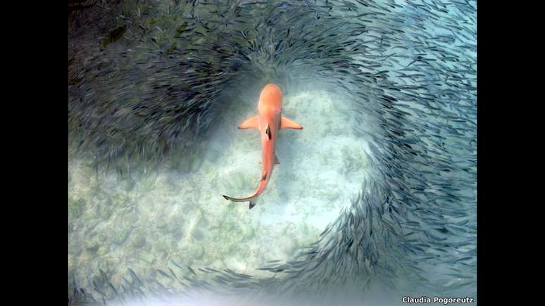 Um cardume de peixes da espécie Clupeidae exibe um comportamento sincronizado para manter uma distância segura do tubarão ─ a foto é de Claudia Pogoreutz na categoria "Comportamento"