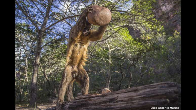 Um macaco-prego adulto usa uma pedra para quebrar uma noz na Fazenda Boa Vista, no Piauí. O registro de Luca Antonio Marino ficou em segundo lugar na categoria "Comportamento"