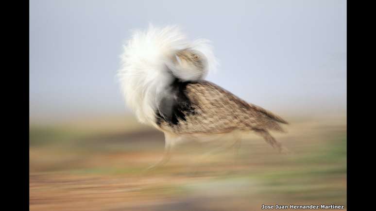 Essa foto do Canário norte-africano cortejando a fêmea ─ clicada no momento exato por Jose Juan Hernandez Martinez ─ ganhou menção honrosa na categoria Biology Letters