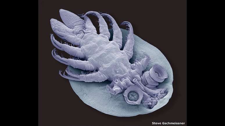 A foto do piolho de peixe feita por Steve Gschmeissner ganhou menção honrosa na categoria Biologia Evolutiva