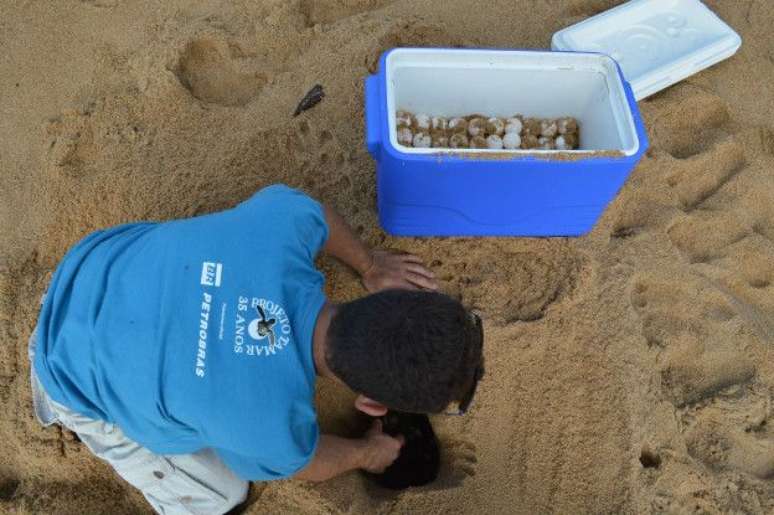 Deslocamento de ninhos de tartarugas começou em setembro, mas se intensificou após rompimento de barragem