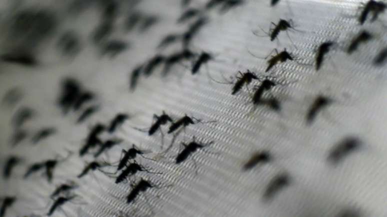 O zika vírus é transmitido pelo mesmo mosquito responsável pela dengue