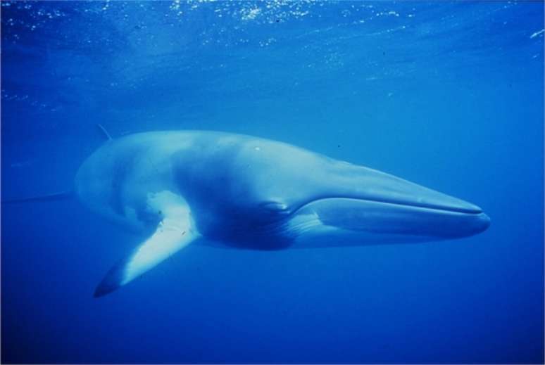 Japão retomou programa de captura de baleias, suspenso em 2014, após a decisão vinculativa da Corte Internacional de Justiça (CIJ) que obrigava o país a reduzir o número de cetáceos pescados por temporada