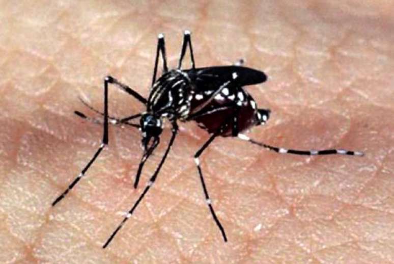 O mosquito Aedes aegypti, responsável pela transmissão dos vírus da dengue, febre chikungunya e Zika 