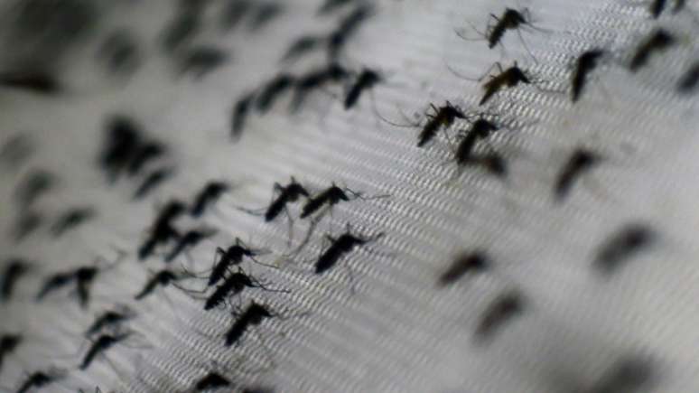 Clima quente e água parada são propícios para a reprodução do mosquito