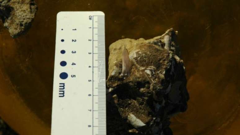 Fóssil de plesiossauro encontrato pelos cientistas em 2007