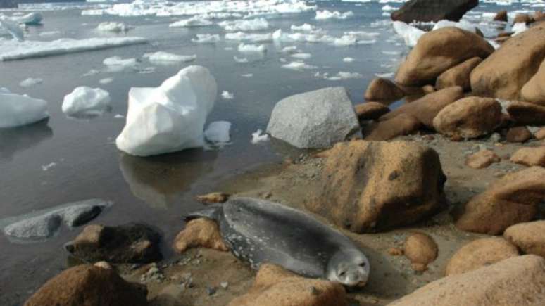 Antártica teve 'vida' no passado, quando temperatura era mais amena; hoje, poucas espécies conseguem sobreviver na região