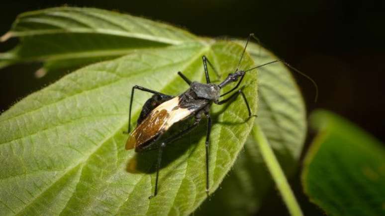 A doença de Chagas é endêmica na América