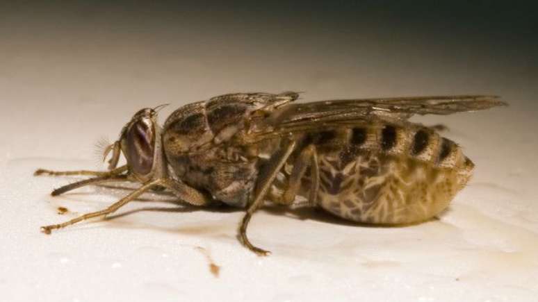 A mosca tsé-tsé pode ser encontrada em áreas rurais da África