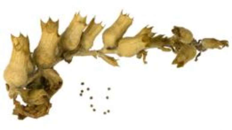 Hyoscyamus niger era usada para tratar c&aacute;ries por sua semelhan&ccedil;a com os dentes