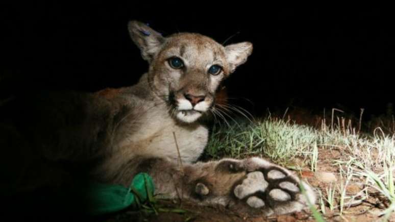 Pumas se aproximam das cidades durante o inverno, quando fogem do frio severo