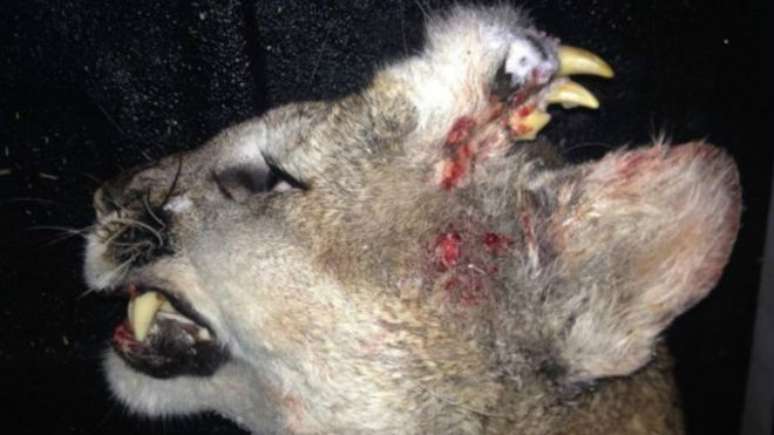 Animal abatido em Idaho apresentava dentes e até bigodes na testa