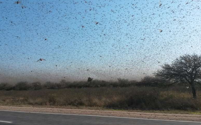 Cerca de 700 mil hectares já foram afetados pelos insetos, a maioria coberto por pasto