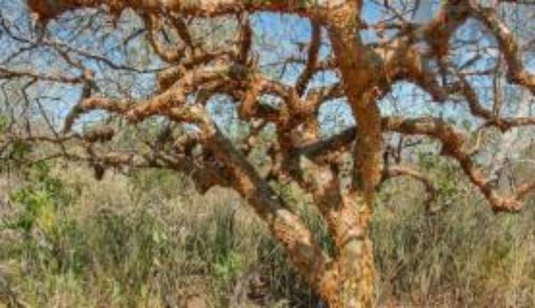 Árvore de umburana, planta da Caatinga que pode ser usada no combate ao mosquito Aedes aegypti