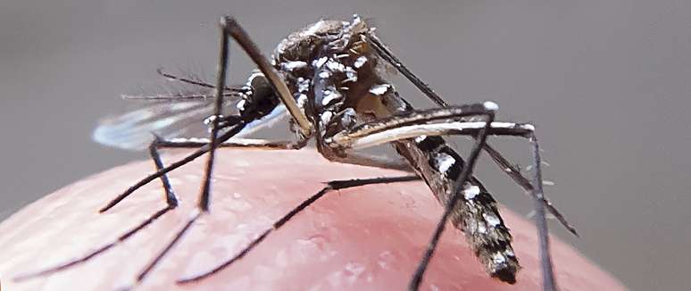Aedes transmite zika, chikungunya, dengue e febre amarela.