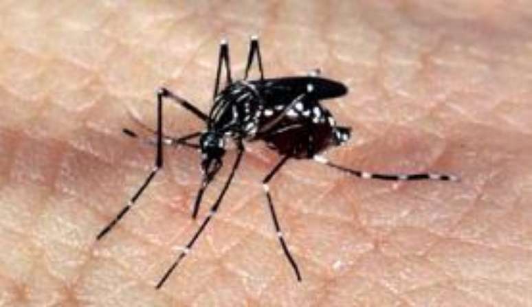 Mosquito Aedes aegypti, transmissor do vírus Zika