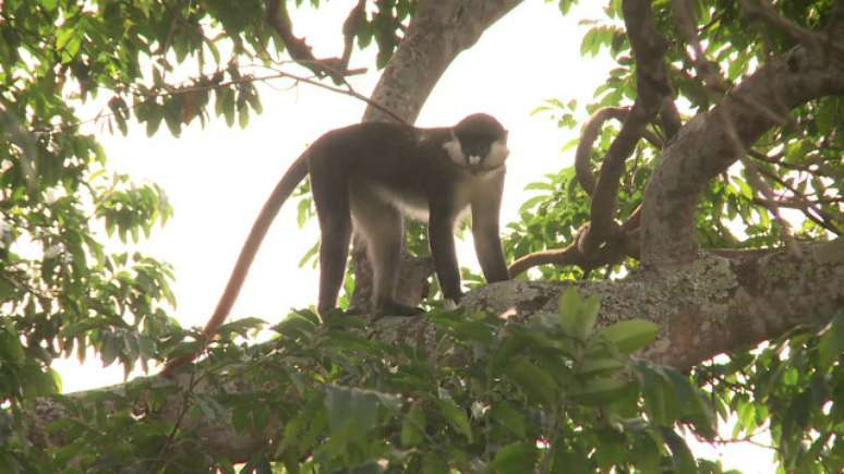 Enquanto testavam macacos rhesus na floresta, cientistas se depararam com um novo microrganismo, que batizaram de zika