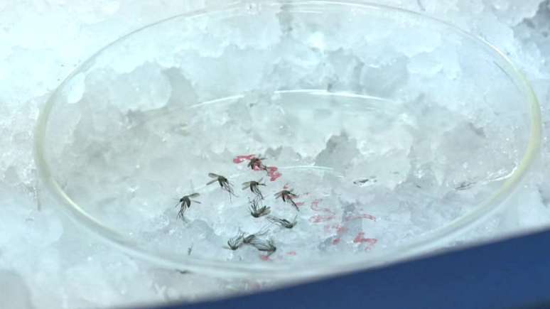 Apesar de ser o &ldquo;ber&ccedil;o&rdquo; do zika, apenas dois casos de contamina&ccedil;&atilde;o pelo v&iacute;rus foram confirmados em Uganda em d&eacute;cadas