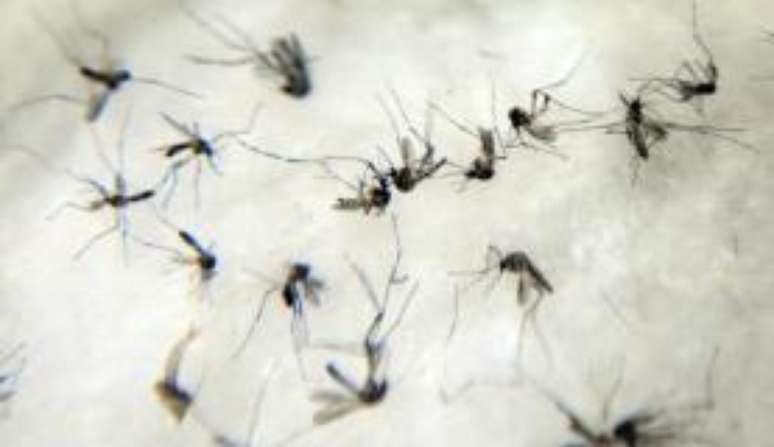 O mosquito Aedes aegypti transmite dengue, febre chikungunya e zika vírus