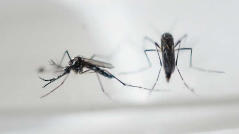 Aedes aegypti, que transmite a zika